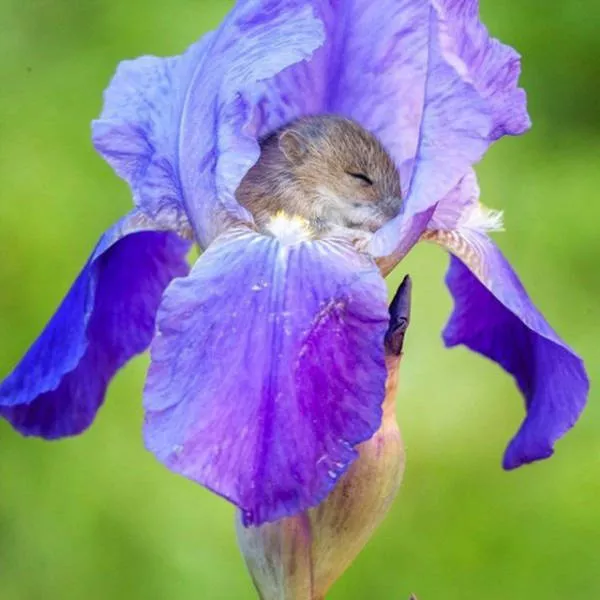 The best pictures ever taken - #50 
