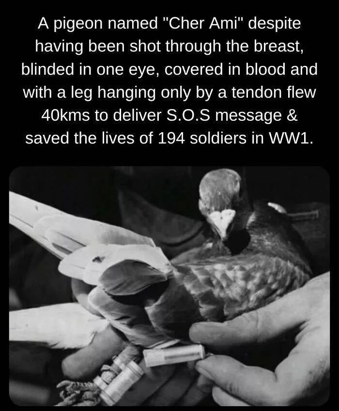 Fascinating facts to satisfy your curious mind - #13 