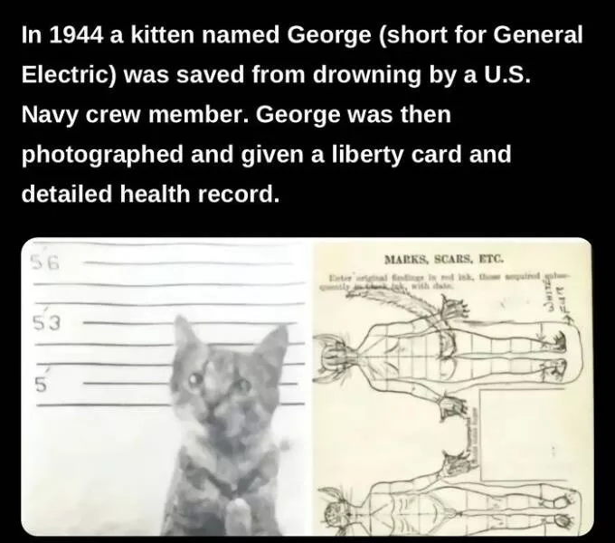 Fascinating facts to satisfy your curious mind