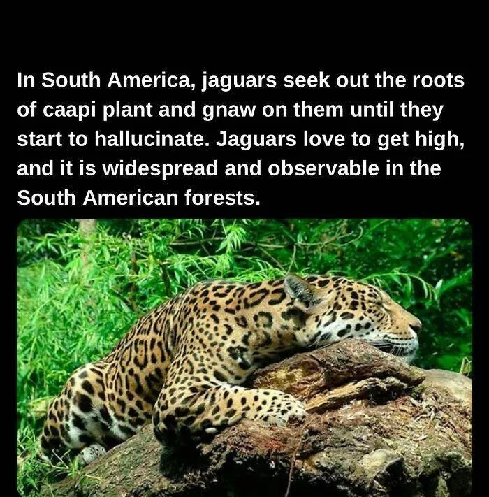 Fascinating facts to satisfy your curious mind - #19 
