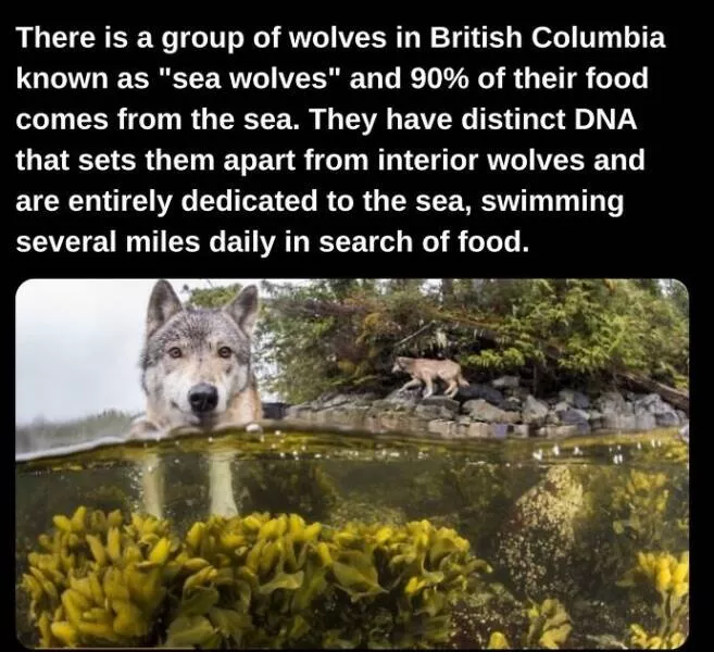 Fascinating facts to satisfy your curious mind - #21 