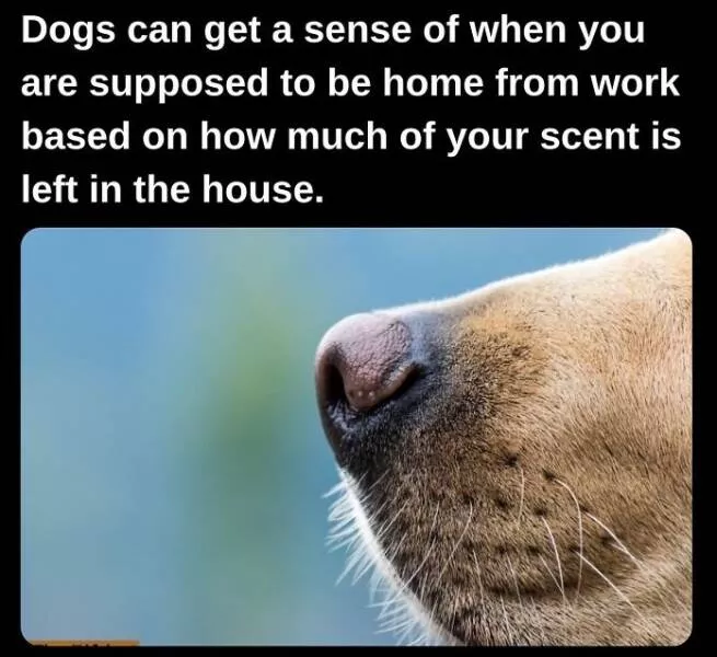Fascinating facts to satisfy your curious mind - #24 