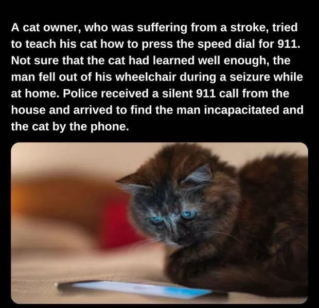Fascinating facts to satisfy your curious mind - #3 