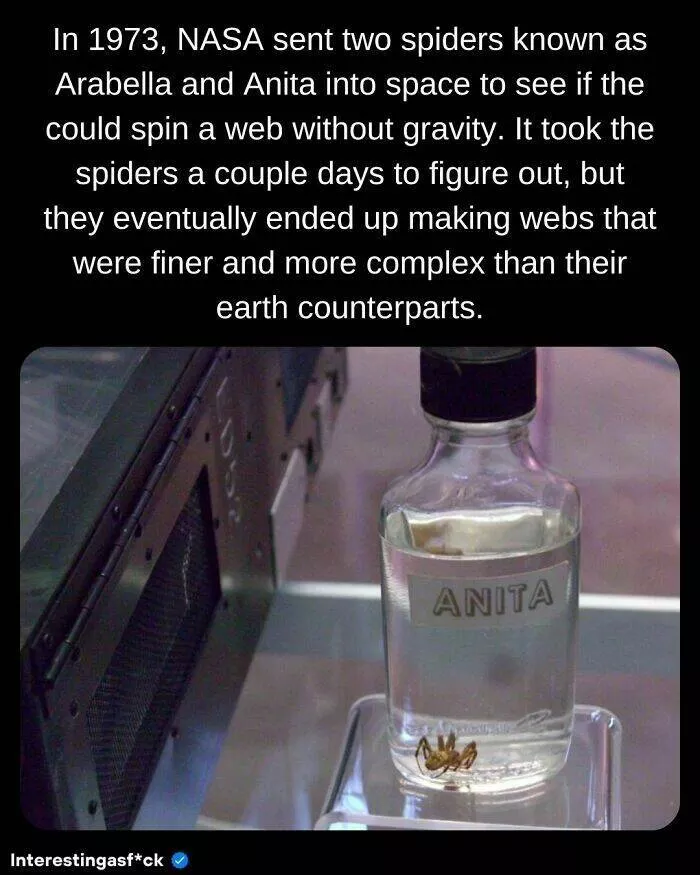 Fascinating facts to satisfy your curious mind - #37 
