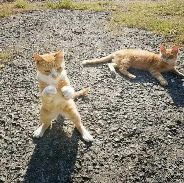 Picdump 924 - #7 
