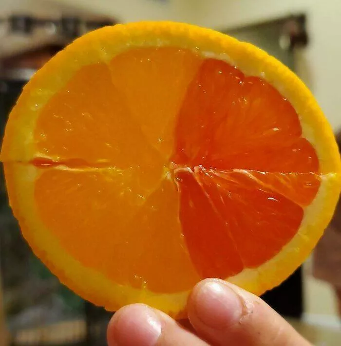 Photos incroyables de coincidences rarement vues - #19 Je mangeais des tranches d'orange jusqu'à ce que je trouve une moitié jaune et une moitié orange. Très cool Photos incroyables de coincidences rarement vues - #19 Je mangeais des tranches d'orange jusqu'à ce que je trouve une moitié jaune et une moitié orange. Très cool
