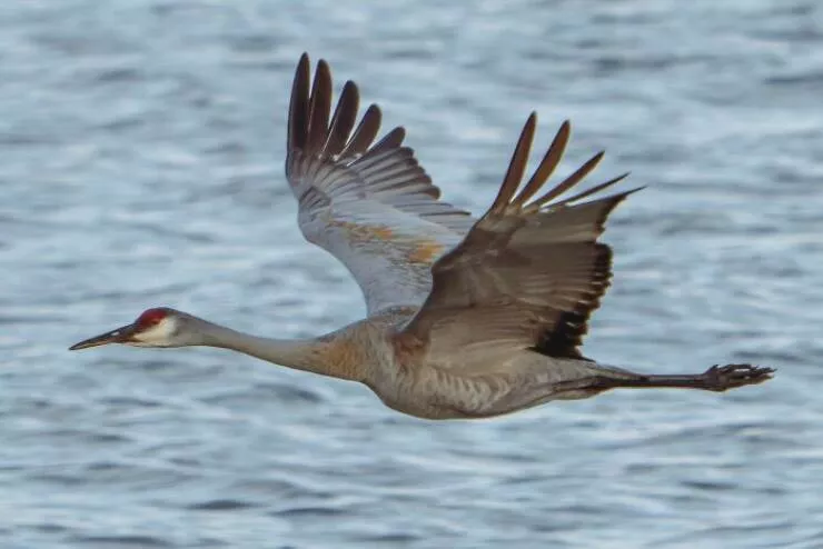 Amazing photos of unbelievably rare coincidences - #24 I Captured A Shot Of A Sandhill Crane At The Exact Moment It Was Perpendicular To Me, So You Can See Straight Through Its Nostrils