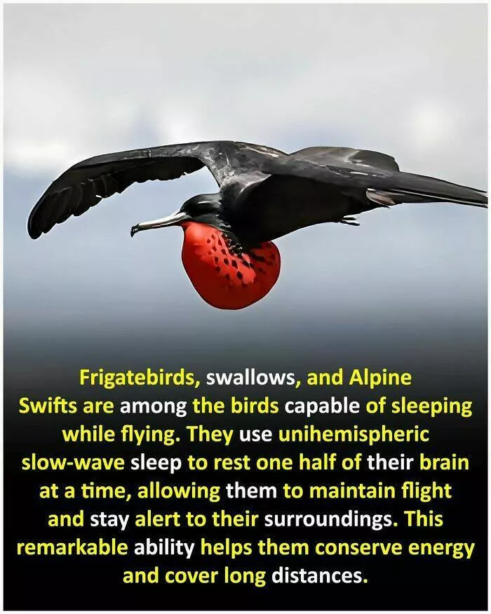 Mind blowing facts and astonishing wonders from around the world - #20 