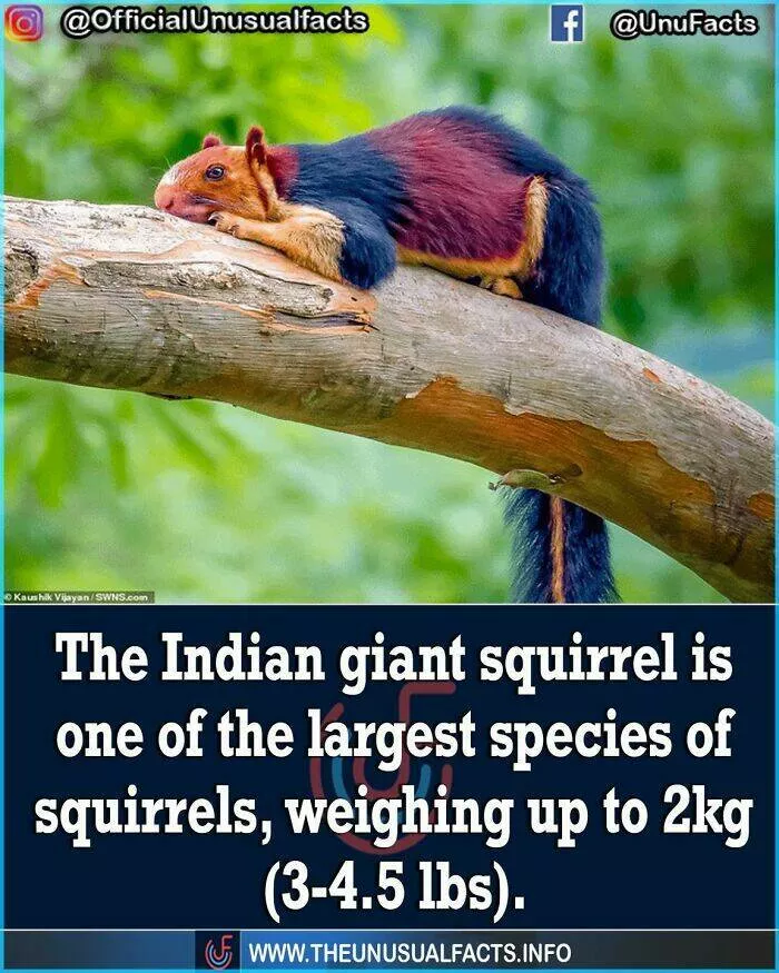 Mind blowing facts and astonishing wonders from around the world - #33 