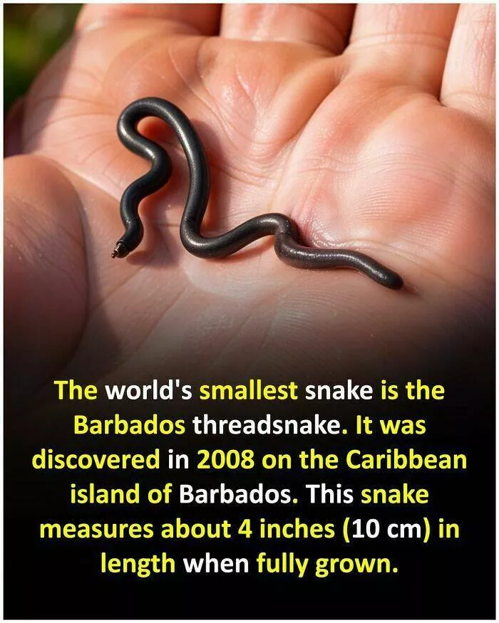 Mind blowing facts and astonishing wonders from around the world - #42 