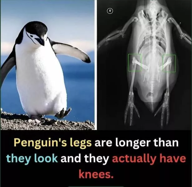 Mind blowing facts and astonishing wonders from around the world - #43 