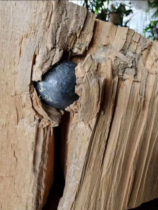 Photos etonnantes et inhabituelles que vous devez absolument voir - #1 Boule de canon trouvée en coupant du bois dans le Wisconsin