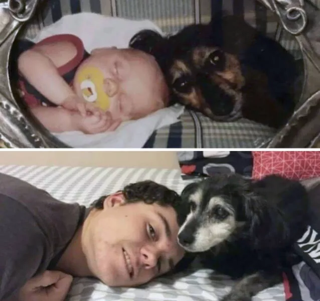 Photos attendrissantes danimaux grandissant avec leurs humains - #2 Quinze ans plus tard, toujours les meilleurs amis