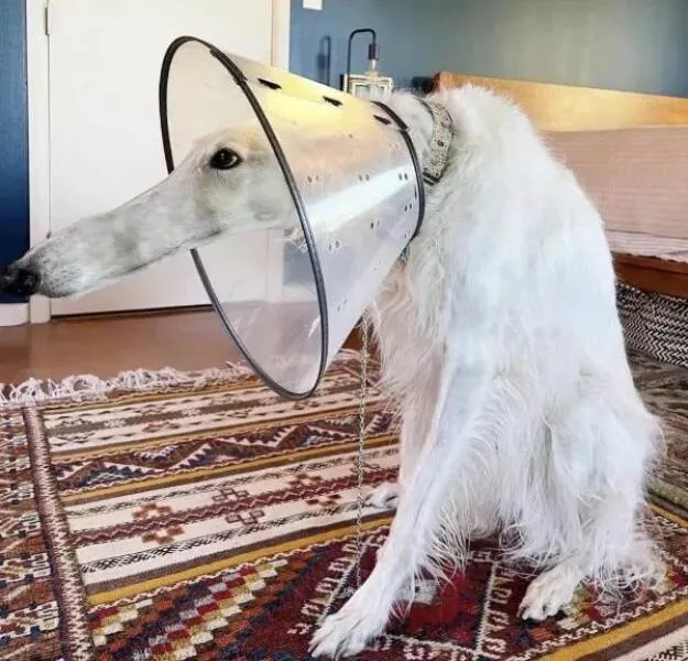 Photos stupefiantes qui vous feront dire wtf 