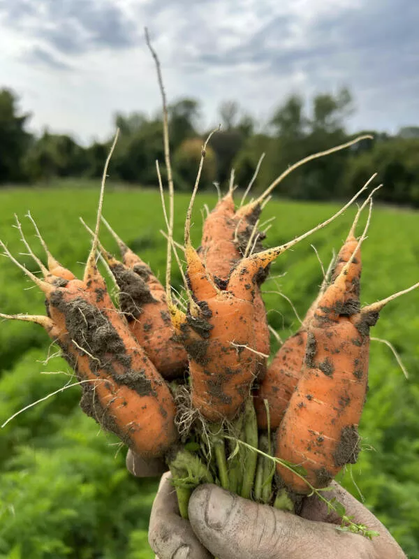 Moments inoubliables qui resument une mauvaise journee - #5 Une Demi-Acre De Carottes Gâchée Par Mauvais Temps : Catastrophe agricole avec 15 000 livres de carottes non commercialisables