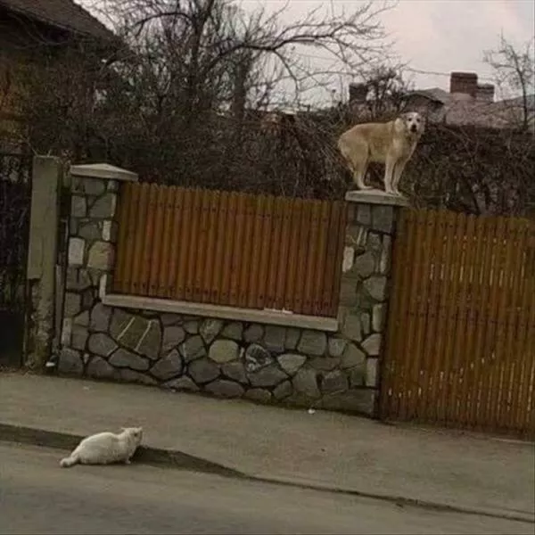 Picdump 931 - #30 