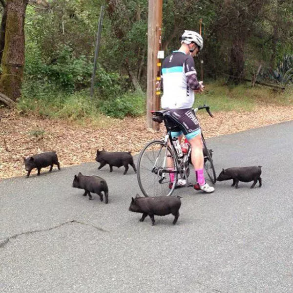 The funniest and most unusual bicycles - #7 