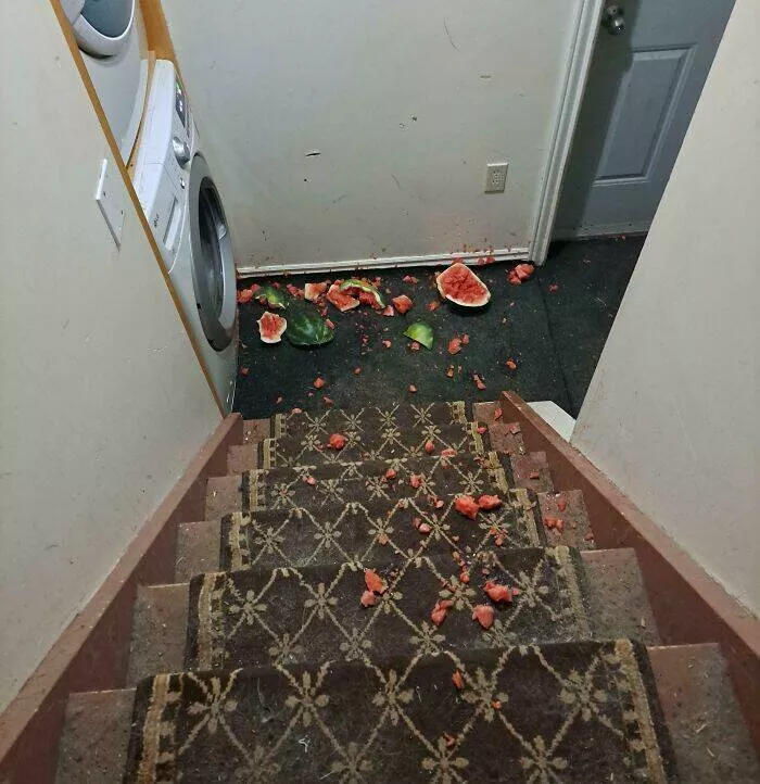 When bad days hit hard moments we all know too well - #3 Dropped A Watermelon While Rearranging The Fridge, It Rolled Down The Stairs When bad days hit hard moments we all know too well - #3 Dropped A Watermelon While Rearranging The Fridge, It Rolled Down The Stairs