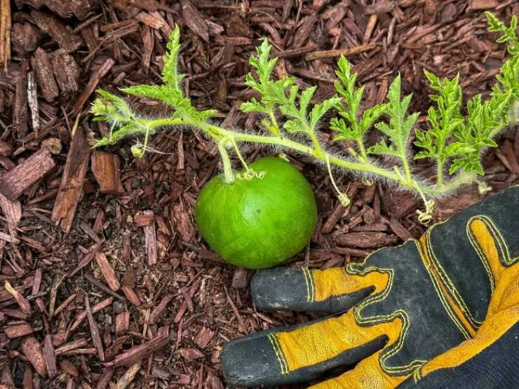 Quand les mauvaises journees frappe fort moments que nous connaissons tous - #38 La Pastèque Que J’ai Cultivée Tout L’Été N’a Pas Survécu