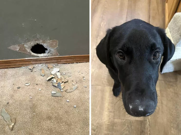 Quand les mauvaises journees frappe fort moments que nous connaissons tous - #8 Mon Chien A Fait Un Trou Dans Le Mur Et Le Voici Couvert De Poussière