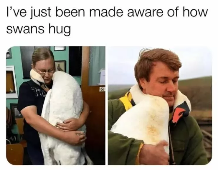 Your daily boost of positivity and heartwarming vibes - #17 