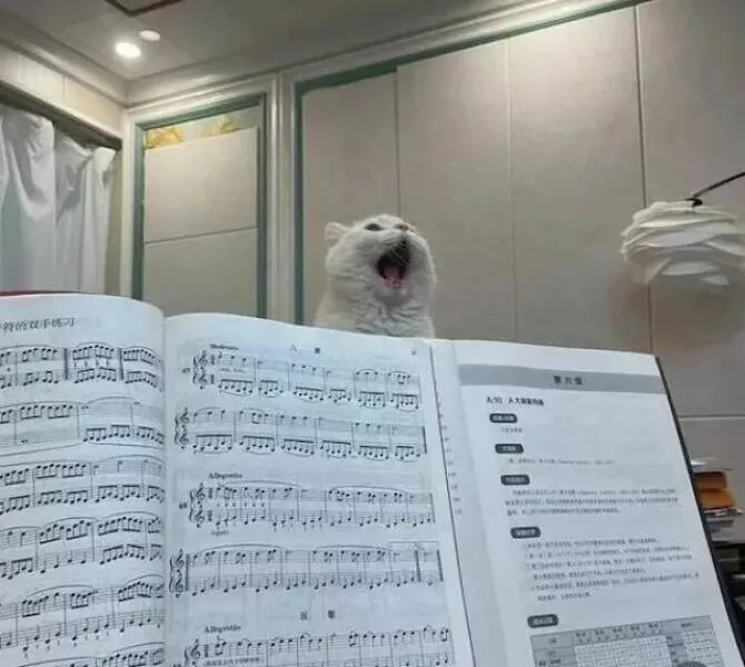 Ces animaux hilarants qui egayeront votre journee - #1 