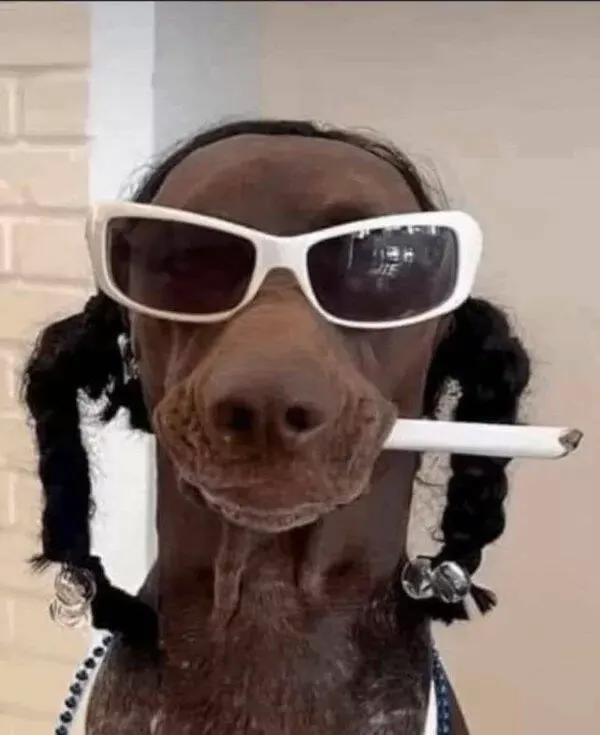Ces animaux hilarants qui egayeront votre journee - #11 