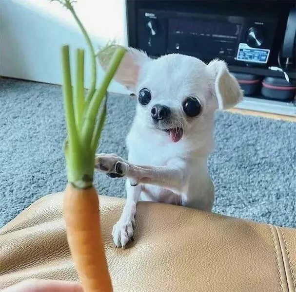 Ces animaux hilarants qui egayeront votre journee - #13 