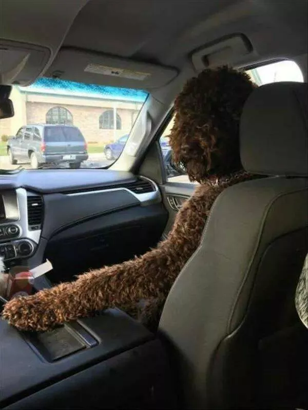 Ces animaux hilarants qui egayeront votre journee - #14 