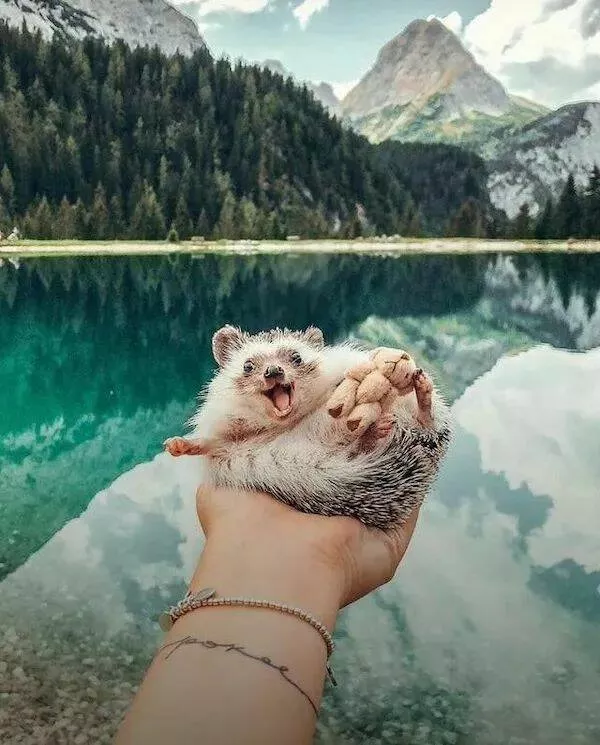Ces animaux hilarants qui egayeront votre journee - #15 