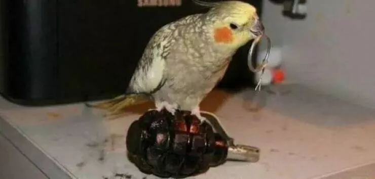 These hilarious animals will brighten your day - #16 