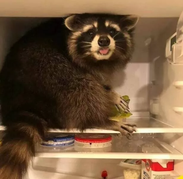 These hilarious animals will brighten your day - #18 