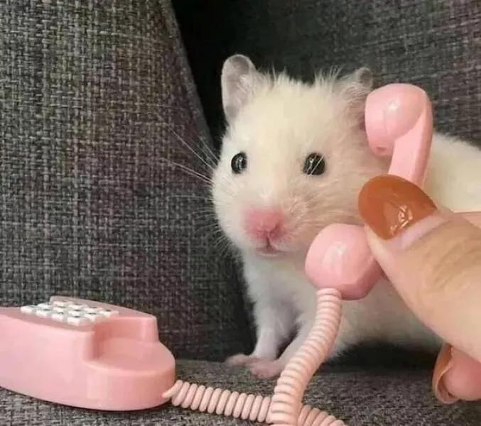 Ces animaux hilarants qui egayeront votre journee - #19 