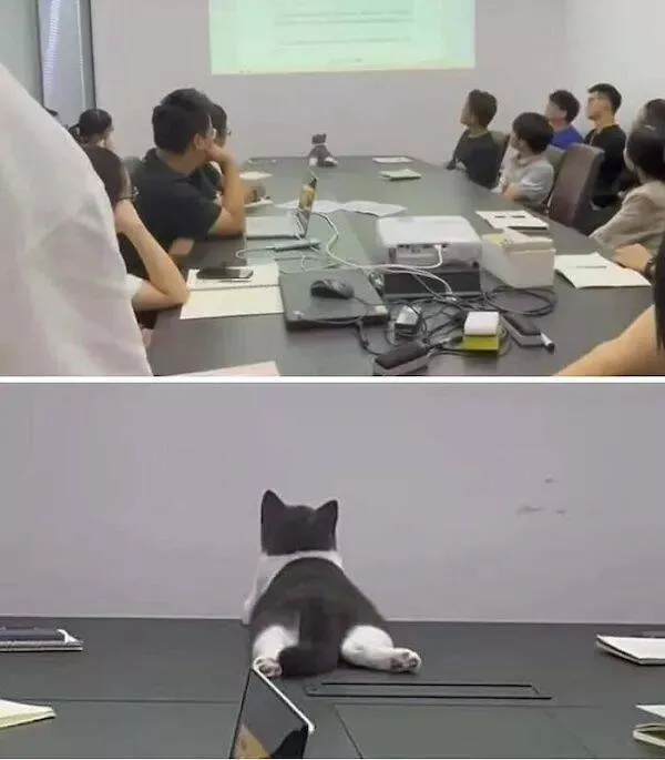 Ces animaux hilarants qui egayeront votre journee - #2 