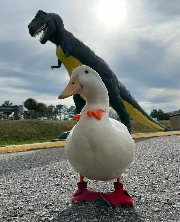 Ces animaux hilarants qui egayeront votre journee - #20 