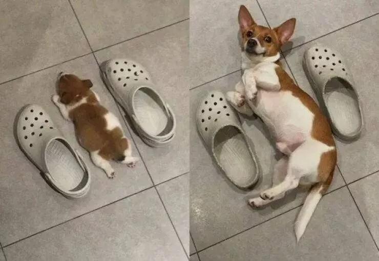 Ces animaux hilarants qui egayeront votre journee - #21 