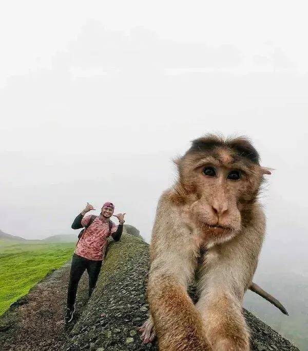 Ces animaux hilarants qui egayeront votre journee
