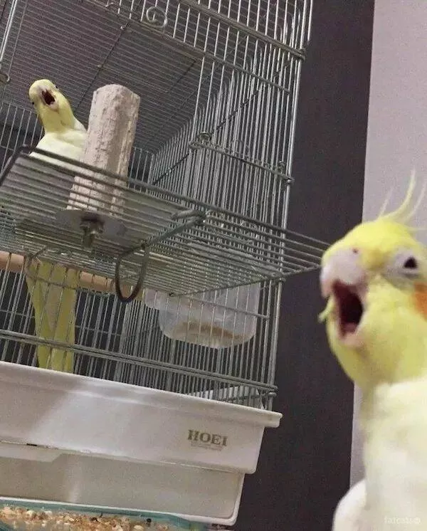 Ces animaux hilarants qui egayeront votre journee - #24 