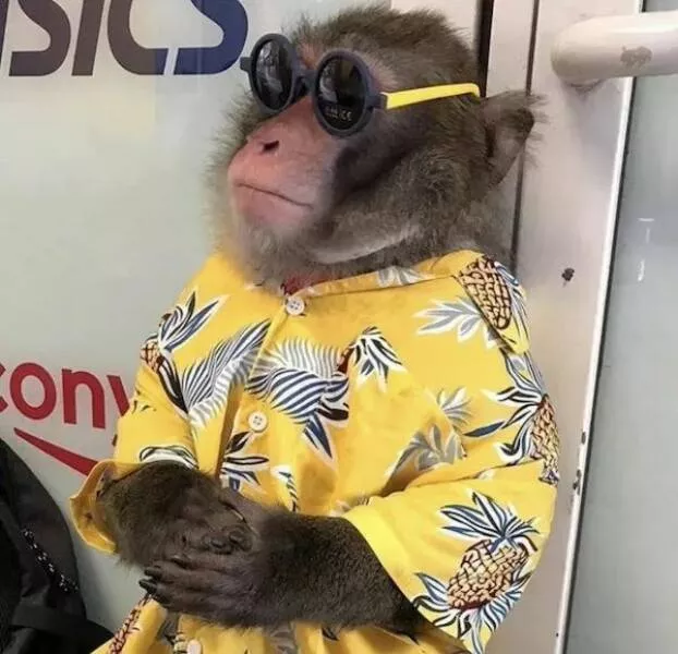 These hilarious animals will brighten your day - #27 