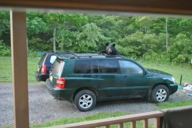 Ces animaux hilarants qui egayeront votre journee - #28 