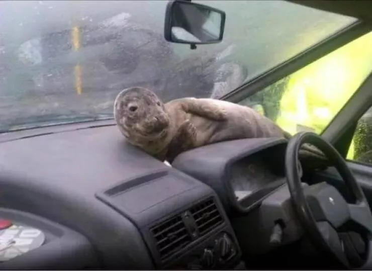 These hilarious animals will brighten your day - #29 