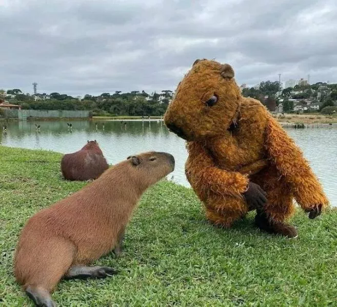 These hilarious animals will brighten your day - #31 