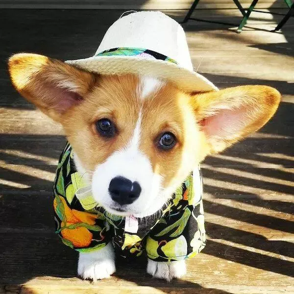 These hilarious animals will brighten your day - #33 