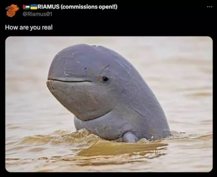 Ces animaux hilarants qui egayeront votre journee - #37 
