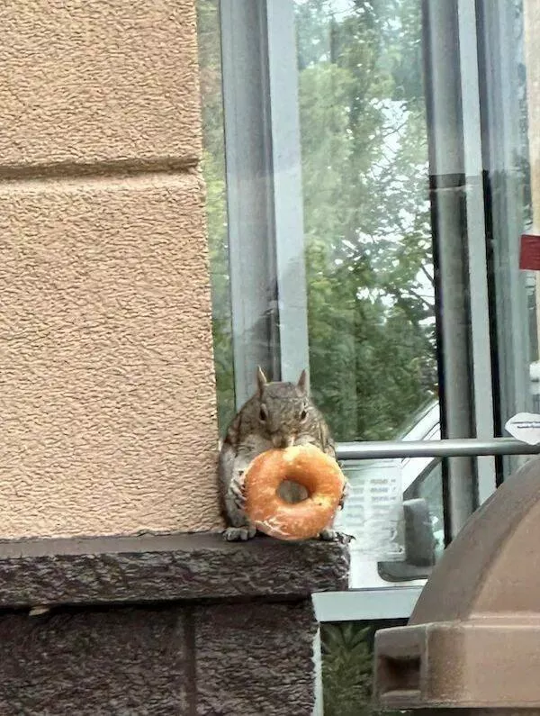Ces animaux hilarants qui egayeront votre journee - #41 