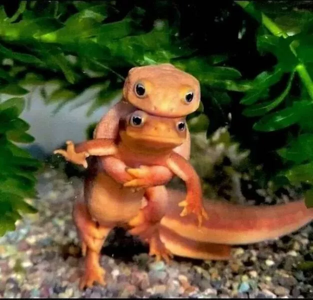 These hilarious animals will brighten your day - #43 