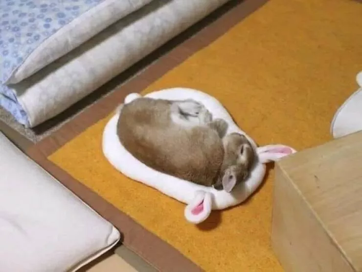Ces animaux hilarants qui egayeront votre journee - #44 