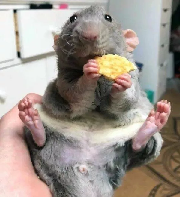 These hilarious animals will brighten your day - #45 