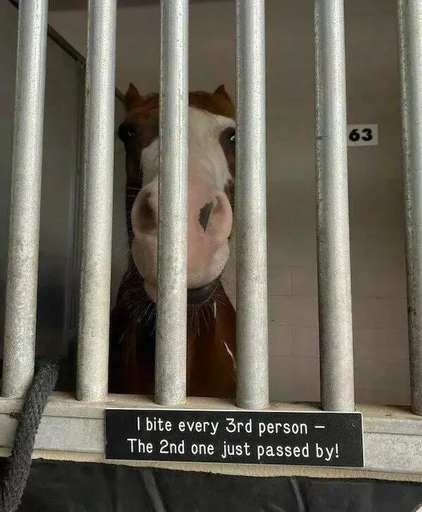 These hilarious animals will brighten your day - #5 