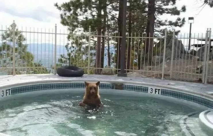 Ces animaux hilarants qui egayeront votre journee - #8 
